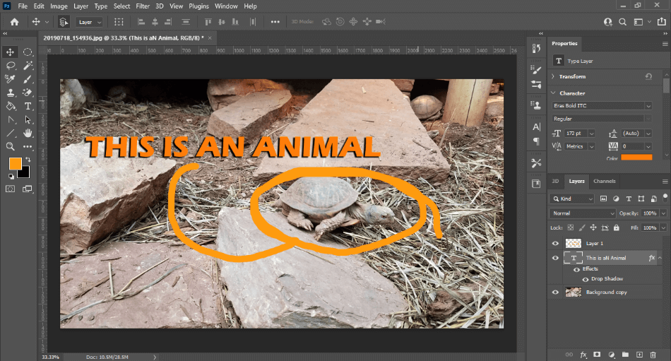 Photoshop Drawing On A Photo Of A Turtle