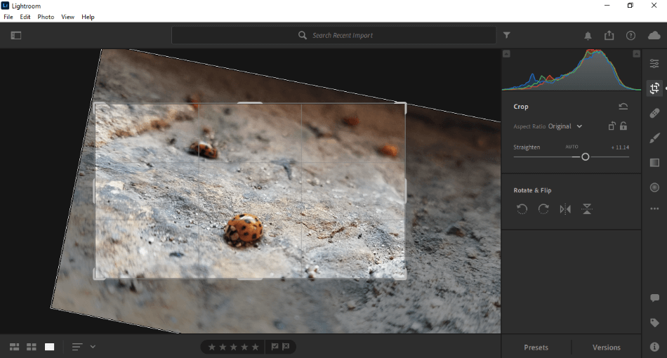 Lightroom Feature For Cropping Photo of Ladybug