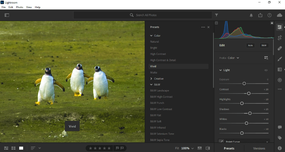 Lightroom penguin image with presets