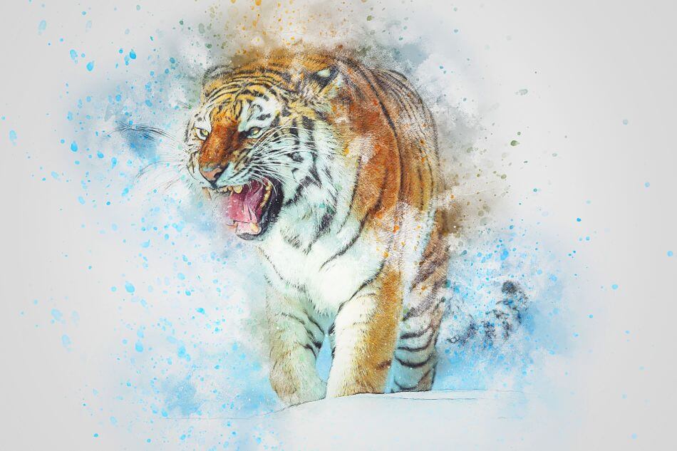 illustration of a tiger