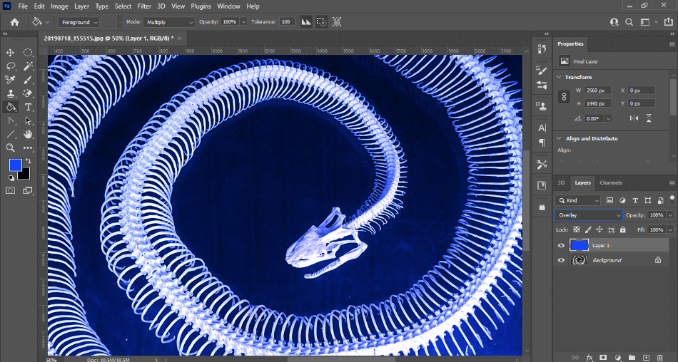 Photoshop adding blue overlay to snake skeleton