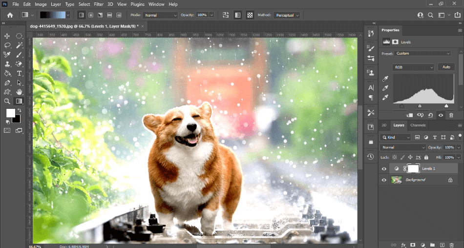 Photoshop CC adjusting levels on photo of corgi