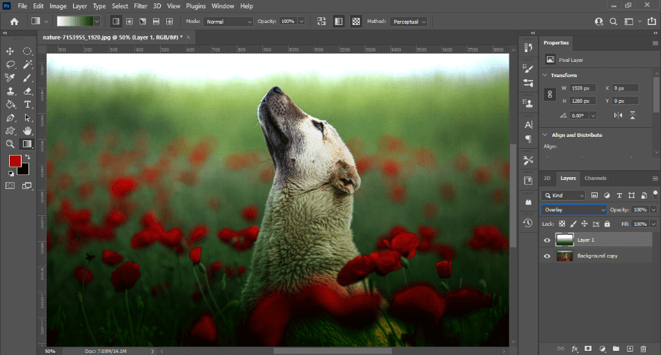 Photoshop dog in field with gradient