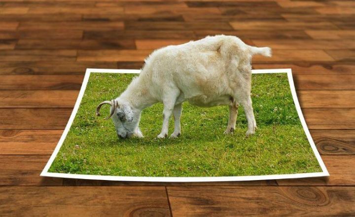 photo of goat eating grass on picture of grass