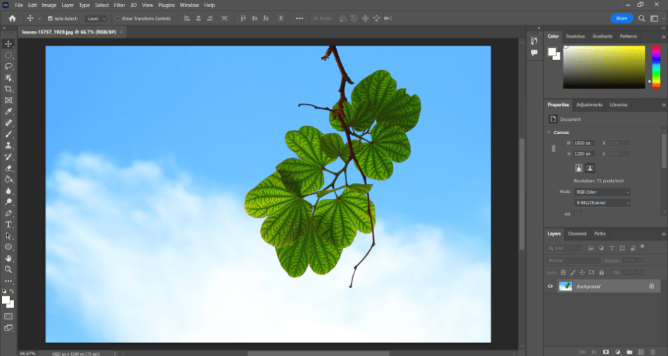 Photoshop leaf photo