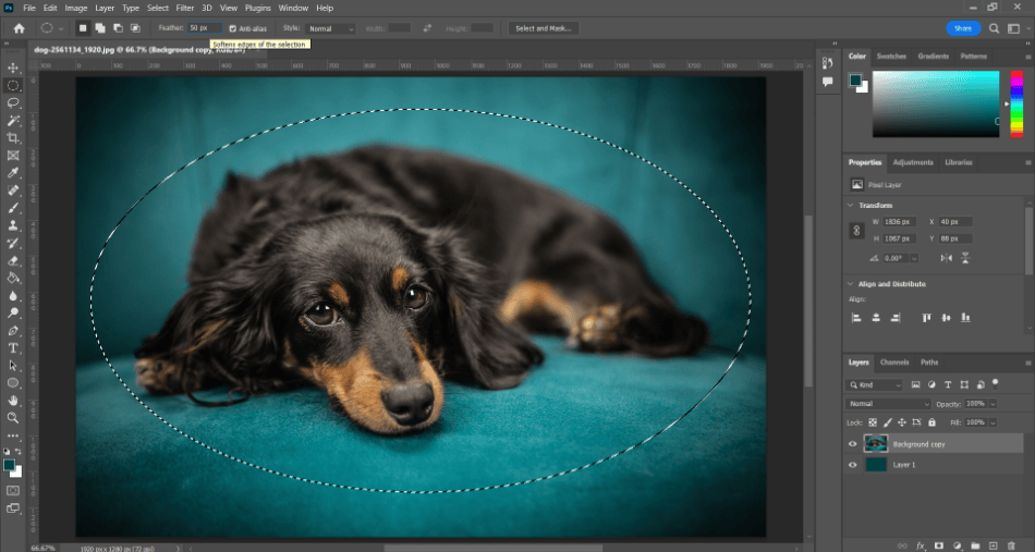 Photoshop Dog with circle feather toolbar 