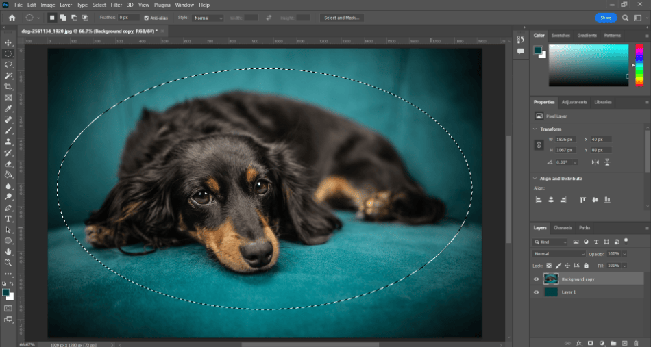 Photoshop Dog with circle selected 