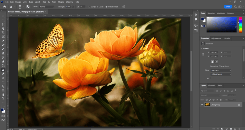 Photoshop butterfly and flowers 1