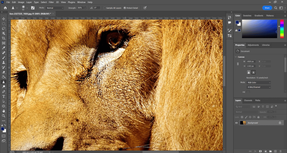 Photoshop lion sharpened 