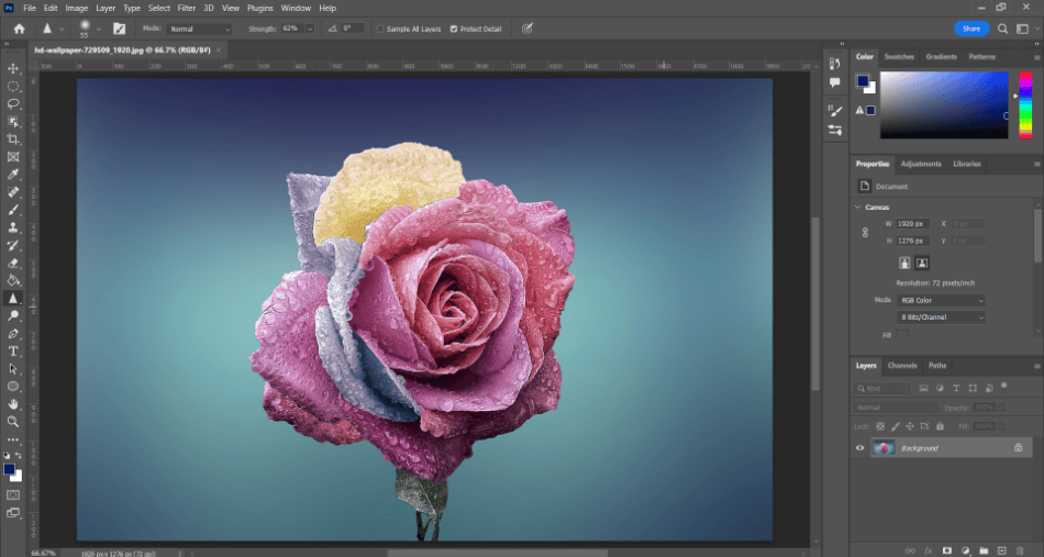 Photoshop rose 
