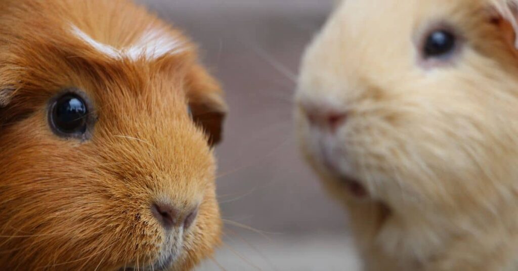 two guinea pigs 1