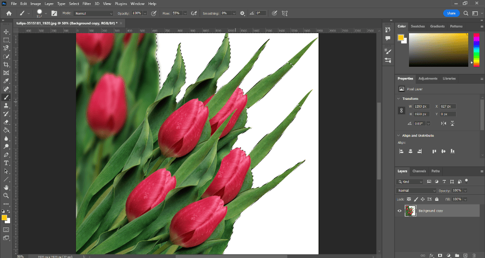 In this photo of tulips the white background has been selected using the Quick Selection Tool but still draws in some of the plant with the white background 7