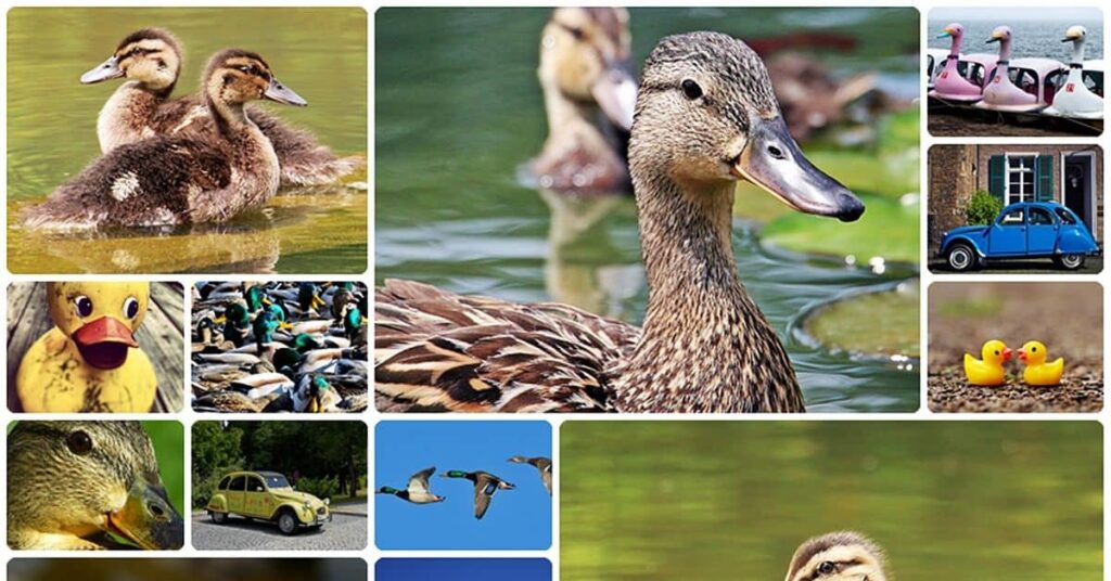 duck collage