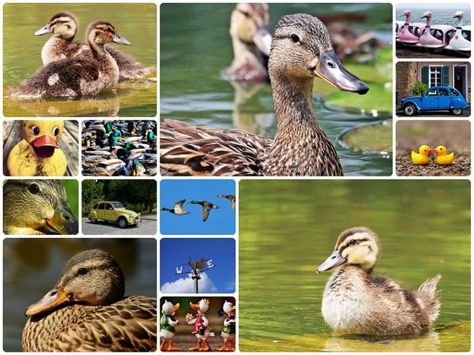 duck collage